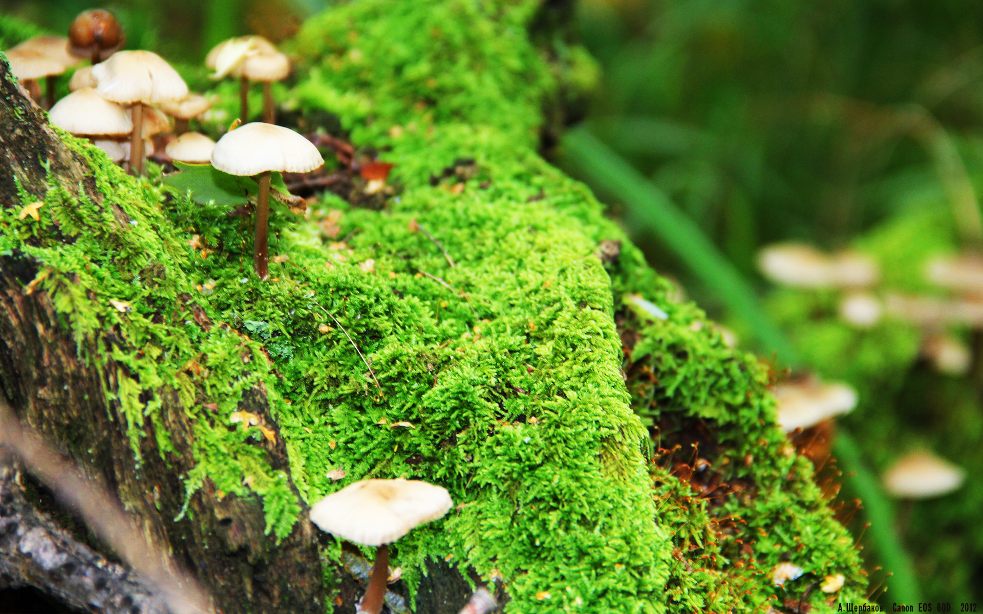 弗拉霍维奇,三粒进球与勒沃库森对威尔士的战术屠戮